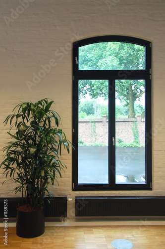 fenster und yukka palme