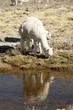 lama
