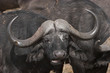 buffalo chewing