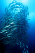 barracuda