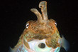 cuttlefish