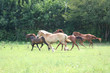 beautiful horse