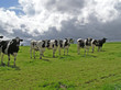 0399-vaches "à la parade" 0399-vaches "à la parade"
