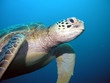 Photo: turtle turtle
