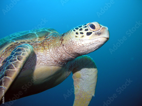 Foto: turtle turtle