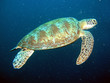 Photo: turtle turtle
