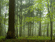 mist in a forest