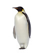 Foto: penguin penguin