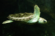 Photo: tortue marine tortue marine