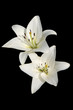 lilien