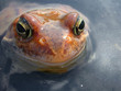 red frog