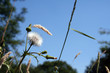 summer meadows