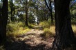 forest trail.