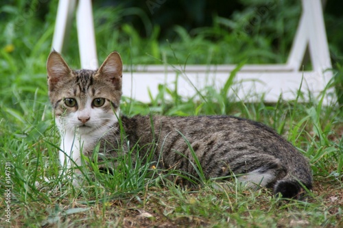Photo: le roi chat le roi chat