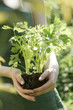jardinage