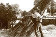 l'arbre et l'homme