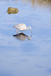 heron hunting