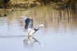 heron hunting 02