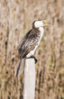 cormorant 02