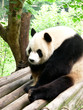 giant panda