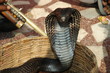 cobra