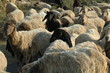moutons