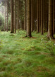 wald wald