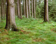nadelwald nadelwald
