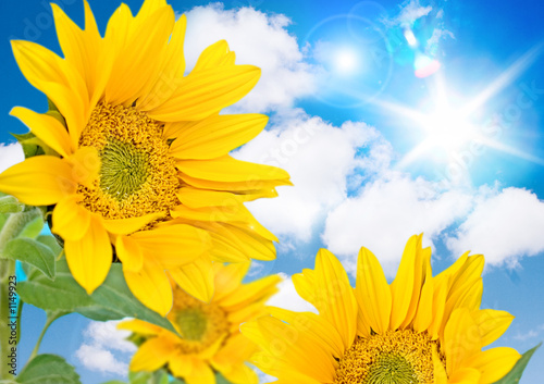 sonnenblumen
