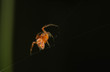 spinne