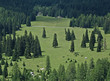 waldlichtung dolomiten