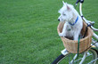 dog in a bicycle basket