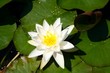 lilly water 1