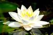 lilly water 2