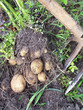 Foto: kartoffelernte kartoffelernte