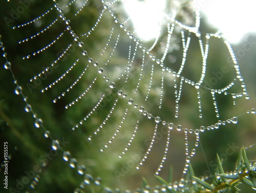 Photo: spider web spider web