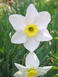 narcissus
