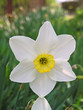 narcissus