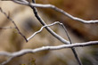 infinite twigs