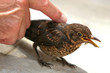 caressing a bird caressing a bird
