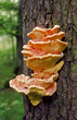 pilze9