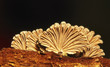 pilze12