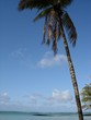 palmier sur plage