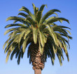 palm tree top