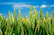 wheat ears close-up