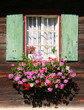 blumenfenster