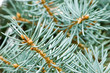 colorado blue spruce needles