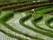travail dans la riziere travail dans la riziere