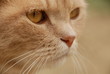 chat roux 3 chat roux 3