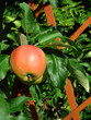 branch of an apple